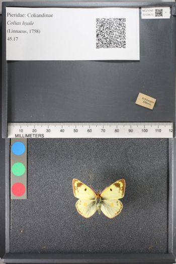 Media type: image;   Entomology 124673